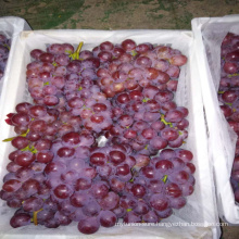 2017 New fresh red globe grapes new arrival red table grapes